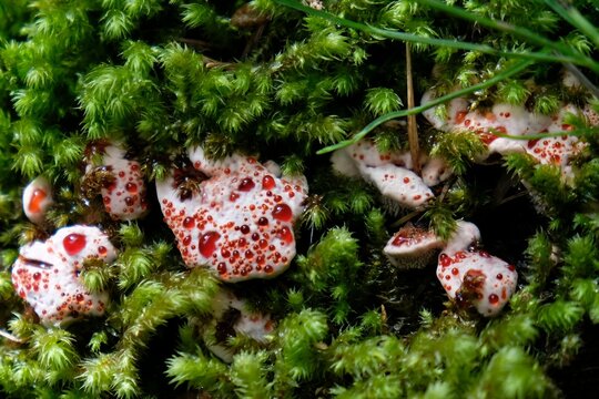 Amazing Hydnellum peckii fungus with funnel-shaped cap with a white edge and bright red guttation droplets, common names: strawberries and cream, bleeding Hydnellum, Devil's tooth.