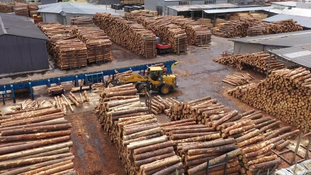 Tractor-loaders work on a sawmill. Unloads wood. Lots of logs around. Wood industry