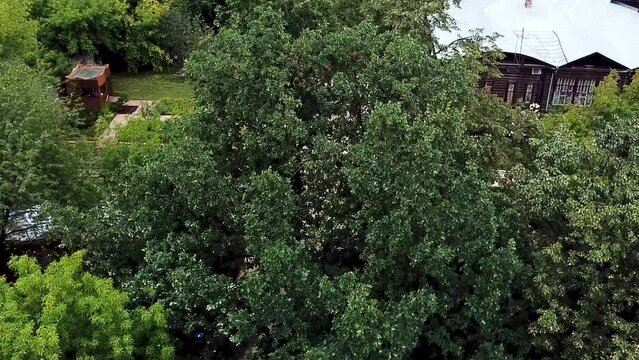Aerial view of a green bushes and trees and a building behind. Stock footage. Summer countryside landscape with a wooden house.