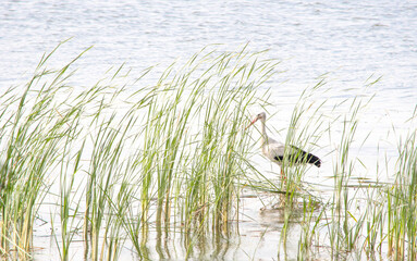 Flood submerged stones Flood submerged stones