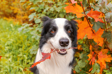 Funny puppy dog border collie with orange maple fall leaf in mouth sitting on park background outdoor. Dog sniffing autumn leaves on walk. Hello Autumn cold weather concept