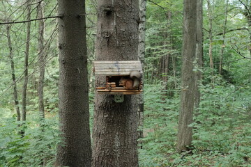 Squirrels in Aspen Grove Park, north of St. Petersburg, August 2022