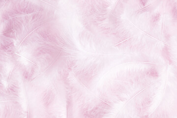 White feather texture on pastel pink background. Feather background. Flat lay, top view