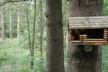 Squirrels in Aspen Grove Park, north of St. Petersburg, August 2022