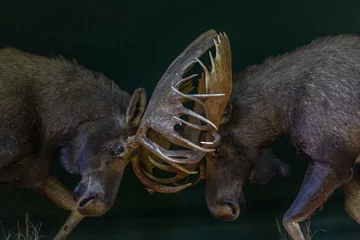 Printed kitchen splashbacks Moose Locked Antlers