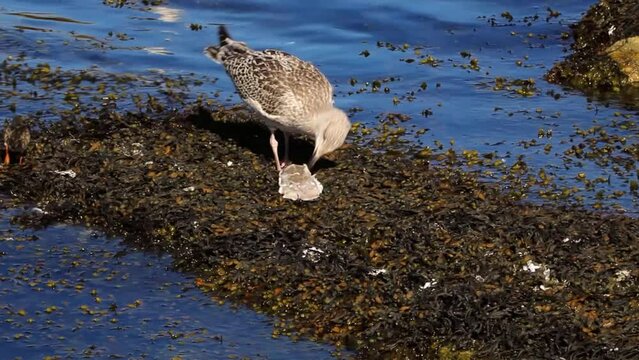A Seagull Eating a Fish with a Ruddy Turnstone by the Sea in Dalkey, Ireland