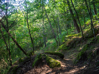 The PR10 SEI walking route between the forest in Serra Da Estrela, Portugal