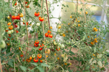 Tomatoes ripen on branches in a greenhouse