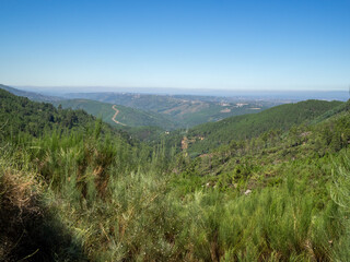 Fototapeta na wymiar Pine tress forest below the PR10 SEI walking route in Serra da Estrela, Portugal