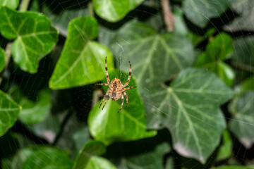 spider in a web with green foliage in the background