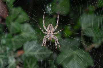 spider in a web with green foliage in the background