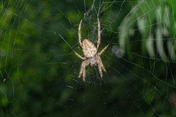 spider in a web with green foliage in the background
