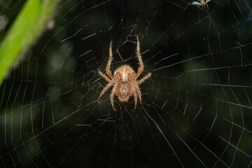 spider in a web with green foliage in the background