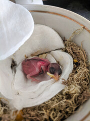 Fledgling chick that fell out of the nest in the arms