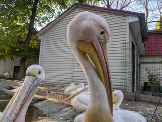 Pelican at the zoo by the water