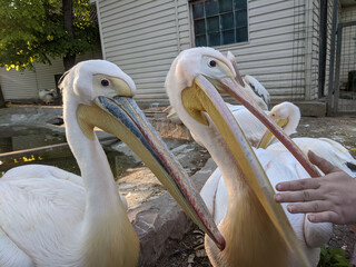 Pelican at the zoo by the water