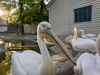 Pelican at the zoo by the water