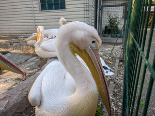 Pelican at the zoo by the water