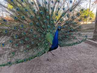 Obraz premium Peacock portrait in the zoo