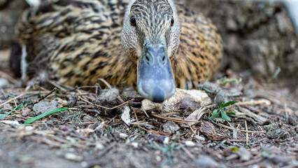 Duck portrait in the zoo