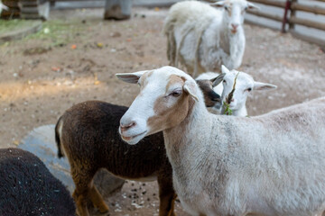 Naklejka na ściany i meble Cute sheep and goats on the farm
