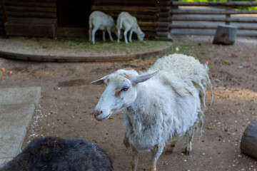 Cute sheep and goats on the farm