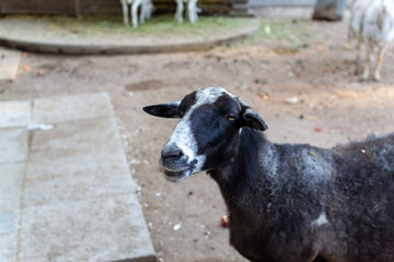 Cute sheep and goats on the farm