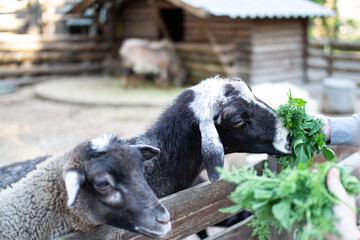 Cute sheep and goats on the farm