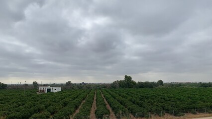 Fototapeta na wymiar vineyard in region country