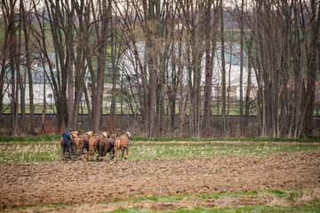 Obraz premium Amish farmer with his horses plowing a field with trees in the background | Amish country, Ohio