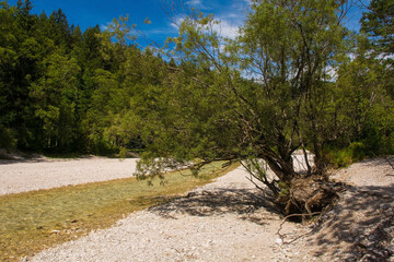 Fototapeta na wymiar The Pisnica River in Kranjska Gora in the Upper Carniola region of north west Slovenia. It is a tributary of the Sava Dolinka River 