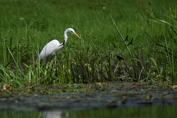 Fototapeta premium great white heron