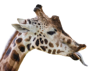 Giraffe shows a long tongue. Funny giraffe isolated on white background. Close-up of a giraffe's head with its tongue hanging out.