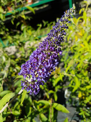 A beautiful lilac flowers outdoors