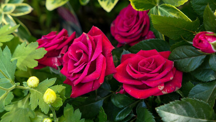 A beautiful rose flowers outdoors