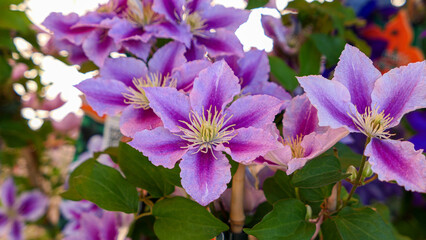 A beautiful Clematis flowers outdoors