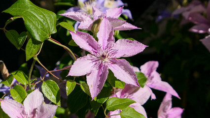 Fototapeta premium A beautiful Clematis flowers outdoors