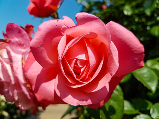 A beautiful rose flowers outdoors