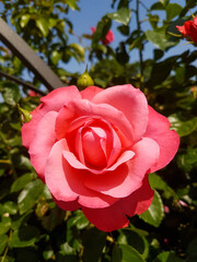 A beautiful rose flowers outdoors