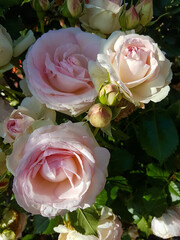 A beautiful rose flowers outdoors
