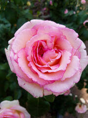 A beautiful rose flowers outdoors