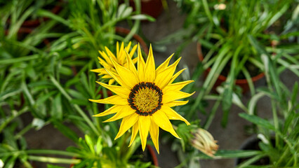 A beautiful daysies flowers outdoors