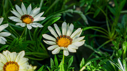 Obraz premium A beautiful daysies flowers outdoors