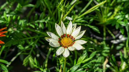 A beautiful daysies flowers outdoors