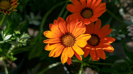 A beautiful daysies flowers outdoors