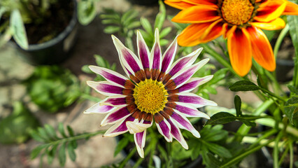 Obraz premium A beautiful daysies flowers outdoors