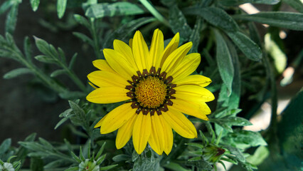 A beautiful daysies flowers outdoors