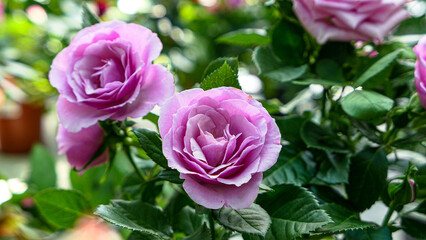 A beautiful rose flowers outdoors