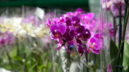 Beautiful phalaenopsis orchids © Darcraft