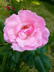 A beautiful rose flowers outdoors